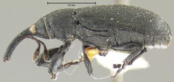 Media type: image;   Entomology 25153 Aspect: habitus lateral view